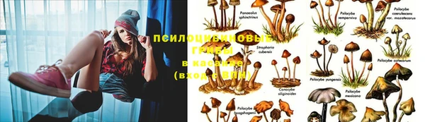 мяу мяу мука Белоозёрский